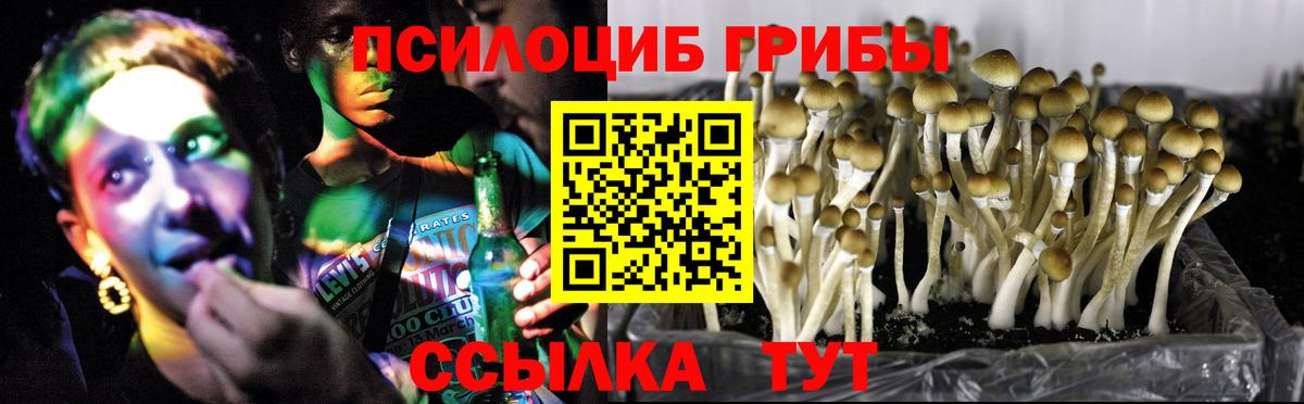 Холмск  Псилоцибиновые грибы Psilocybe  Вход с VPN 